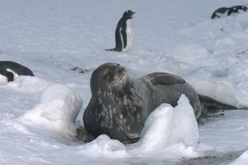 Weddel seal. Photo by Adam Riley. All rights reserved.