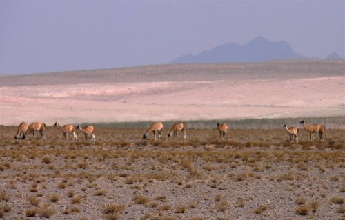 A herd of guanaco in the altiplano of los cardones national park. Photo by Rick Taylor. Copyright Borderland Tours. All rights reserved. 201