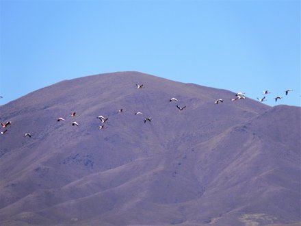 Andean flamingos in flight. Photo by Rick Taylor. Copyright Borderland Tours. All rights reserved. 201