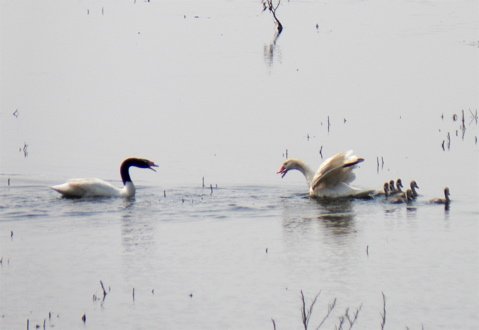 Black-necked swan attacking family of coscoroba swans. Photo by Rick Taylor. Copyright Borderland Tours. All rights reserved.  201