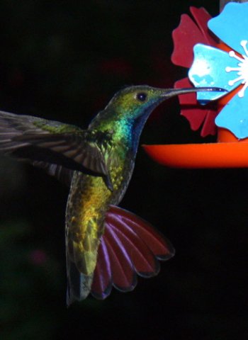 Black-throated mango. Photo by Rick Taylor. Copyright Borderland Tours. All rights reserved. 201