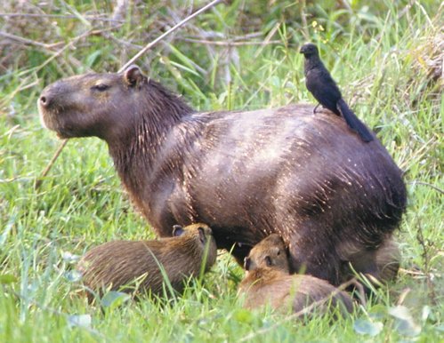 Cabybara family. Photo by Luis Segura. All rights reserved. 201