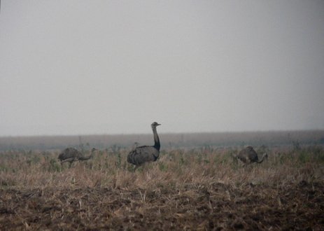 Greater rheas. Photo by Rick Taylor. Copyright Borderland Tours. All rights reserved. 201