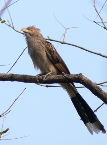 Guira cuckoo. Photo by Rick Taylor. Copyright Borderland Tours. All rights reserved. 201