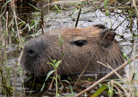 Portrait of a capybara. Photo by Rick Taylor. Copyright Borderland Tours. All rights reserved. 201