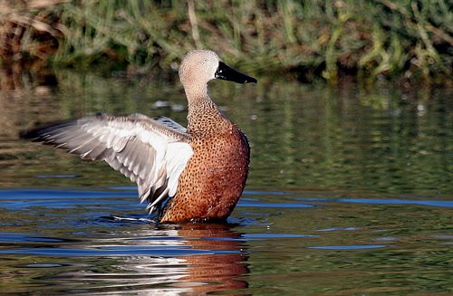 Red shoveler. Photo by Luis Segura. All rights reserved. 201