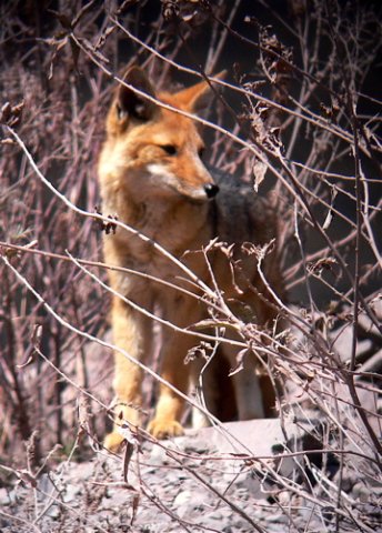South american or culpeo fox. Photo by Rick Taylor. Copyright Borderland Tours. All rights reserved. 201