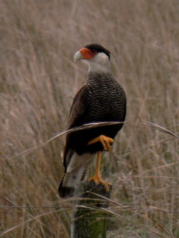 Southern caracara. Photo by Rick Taylor. Copyright Borderland Tours. All rights reserved. 201