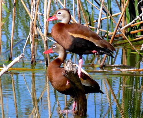 Black-bellied whistling-ducks. Photo by Rick Taylor. Copyright Borderland Tours. All rights reserved. 