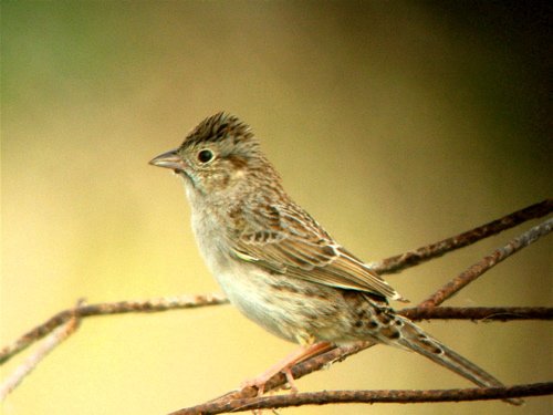 Cassins sparrow. Photo by Rick Taylor. Copyright Borderland Tours. All rights reserved.