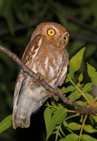 Elf owl. Photo by Rick Taylor. Copyright Borderland Tours. All rights reserved.
