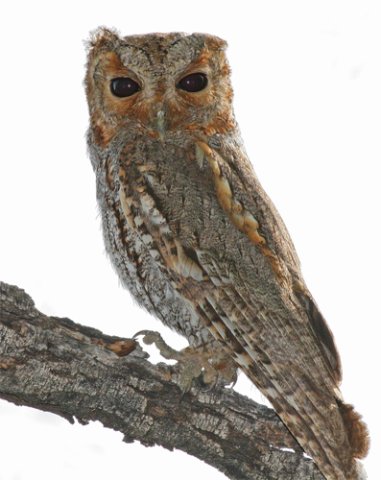 Flammulated owl. Photo by Pete Grube.. All rights reserved.