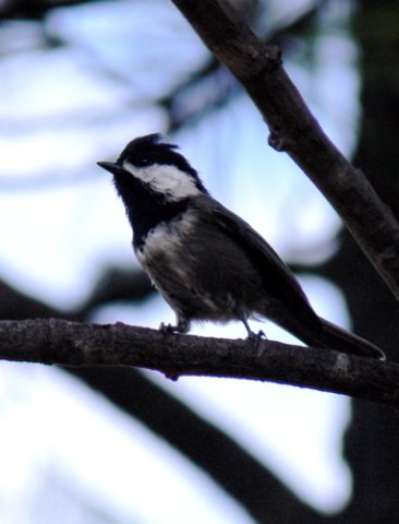 Mexican chickadee endemic to the chiricahua mountains on public lands in the united states. Photo by Rick Taylor. Copyright Borderland Tours. All rights reserved. 