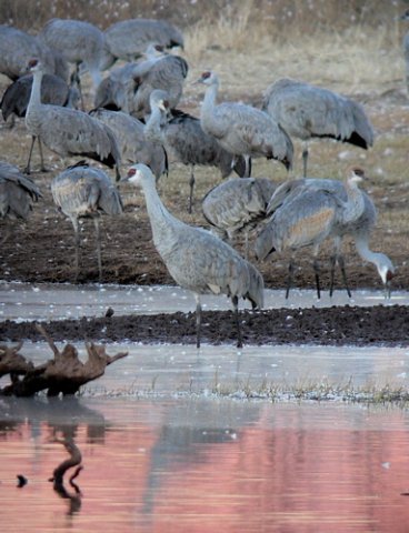 Sandhill cranes at whitewater draw. Photo by Rick Taylor. Copyright Borderland Tours. All rights reserved.