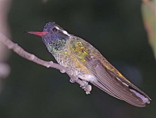 White-eared hummingbird. Photo by Rick Taylor. Copyright Borderland Tours. All rights reserved.