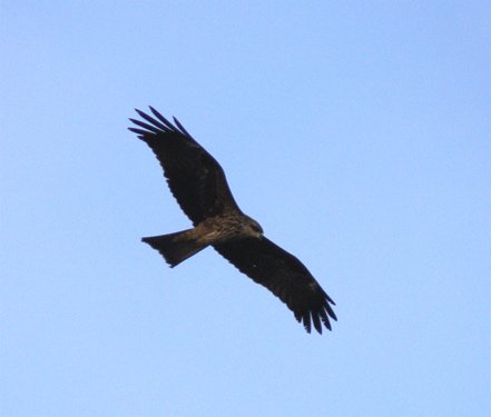 Black kite following the boat. Photo by Rick Taylor. Copyright Borderland Tours. All rights reserved. 201