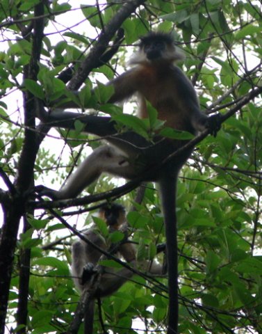 Capped langurs. Photo by Rick Taylor. Copyright Borderland Tours. All rights reserved. 201