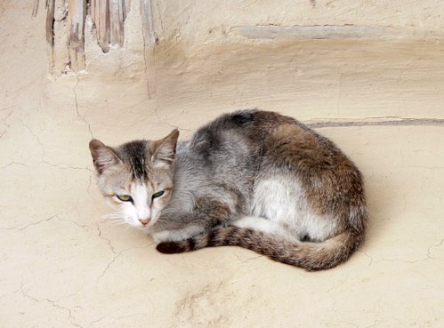 Cat in a river village. Photo by Rick Taylor. Copyright Borderland Tours. All rights reserved. 201