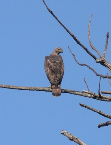 Changeable hawk-eagle. Photo by Rick Taylor. Copyright Borderland Tours. All rights reserved. 201