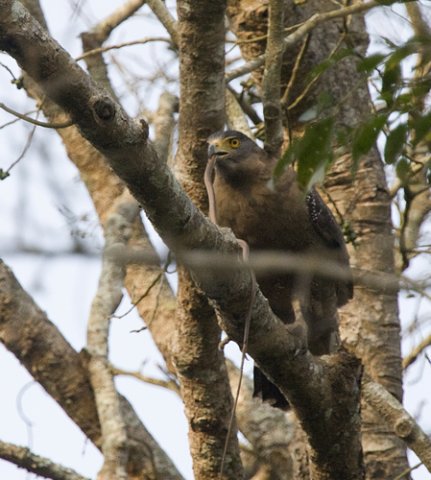 Crested serpent-eagle with snake. Photo by Dave Semler. All rights reserved. 201