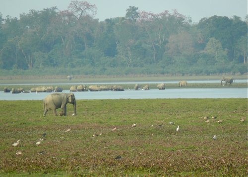 Elephant herd in kaziranga. Photo by Rick Taylor. Copyright Borderland Tours. All rights reserved. 201