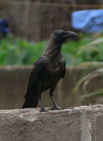 House crow in guwahati. Photo by Rick Taylor. Copyright Borderland Tours. All rights reserved. 201