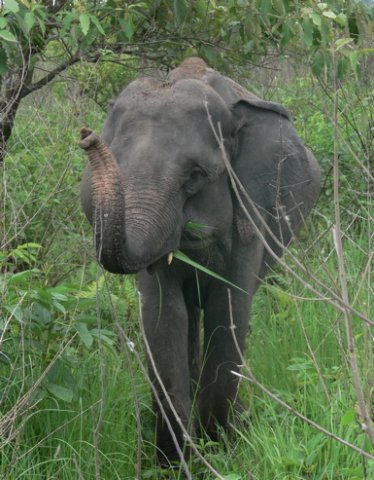 Indian elephant. Photo by Rick Taylor. Copyright Borderland Tours. All rights reserved. 201