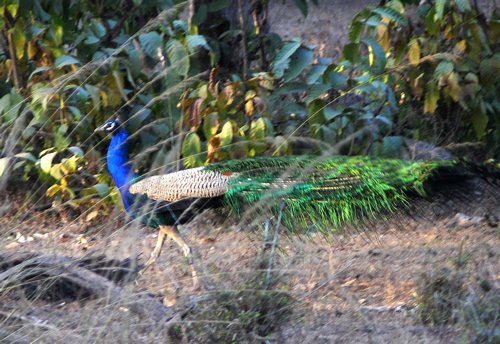 Indian peafowl. Photo by Rick Taylor. Copyright Borderland Tours. All rights reserved. 201