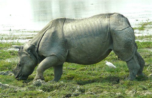 Indian rhinoceros. Photo by Rick Taylor. Copyright Borderland Tours. All rights reserved. 201