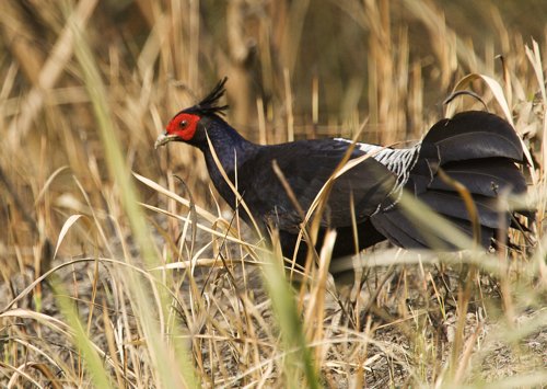 Kalij pheasant. Photo by Dave Semler. All rights reserved. 201