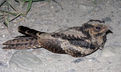 Large-tailed nightjar. Photo by Rick Taylor. Copyright Borderland Tours. All rights reserved. 201