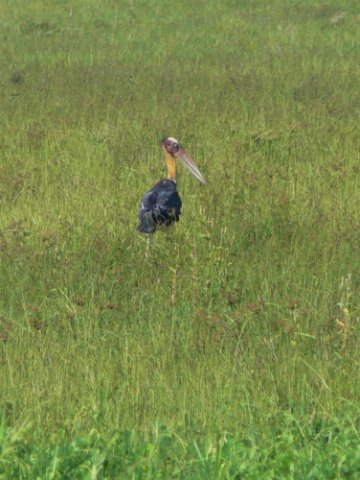 Lesser adjutant. Photo by Rick Taylor. Copyright Borderland Tours. All rights reserved. 201