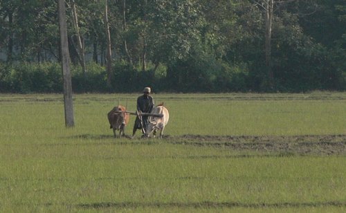 Plowing a rice paddy. Photo by Rick Taylor. Copyright Borderland Tours. All rights reserved. 201
