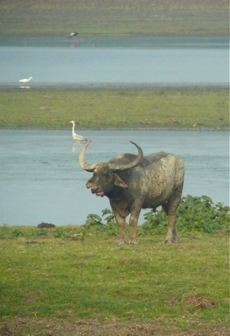 Wild water buffalo with huge horns. Photo by Rick Taylor. Copyright Borderland Tours. All rights reserved. 201