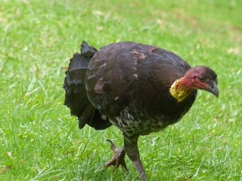 Australian brush-turkey. Photo by Larry Sassaman. All rights reserved. 201