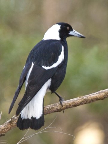 Australian magpie. Photo by Dave Semler. All rights reserved. 201