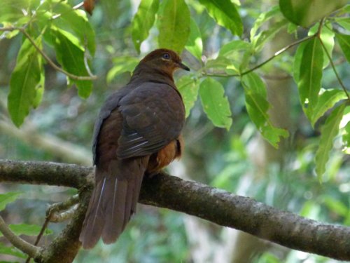 Brown cuckoo-dove. Photo by Larry Sassaman. All rights reserved. 201