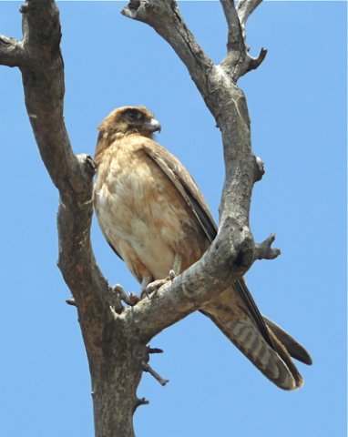Brown falcon. Photo by Rick Taylor. Copyright Borderland Tours. All rights reserved.  201