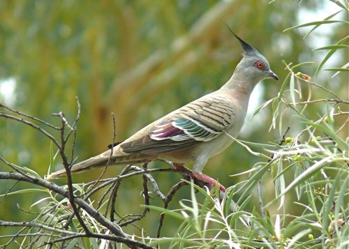 Crested pigeon. Photo by Rick Taylor. Copyright Borderland Tours. All rights reserved. 201