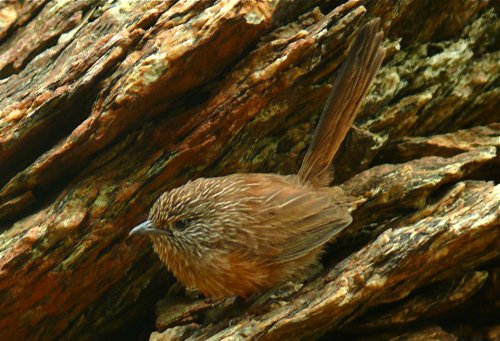 Dusky grasswren. Photo by Rick Taylor. Copyright Borderland Tours. All rights reserved. 201