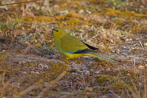 Elegant parrot. Photo by Mike West. All rights reserved.  201