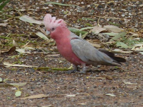 Galah. Photo by Larry Sassaman. All rights reserved. 201