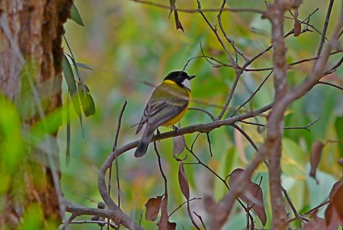 Golden whistler. Photo by Mike West. All rights reserved.  201