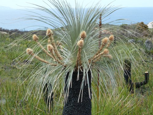 Grass tree. Photo by Mike West. All rights reserved. 201
