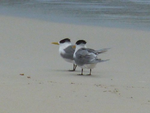 Great crested tern. Photo by Larry Sassaman. All rights reserved. 201