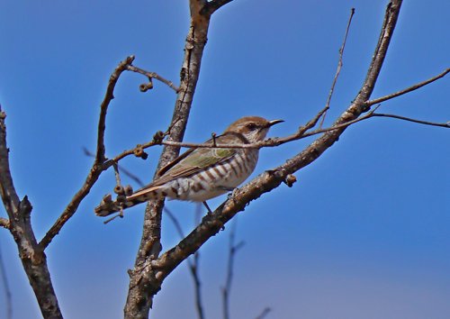 Horsfields bronze-cuckoo. Photo by Mike West. All rights reserved.  201
