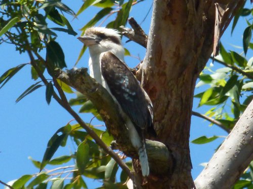Laughing kookaburra. Photo by Larry Sassaman. All rights reserved.  201