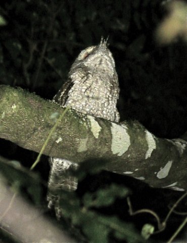 Marbled frogmouth. Photo by Rick Taylor. Copyright Borderland Tours. All rights reserved. 201