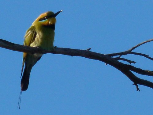 Rainbow bee-eater. Photo by Larry Sassaman. All rights reserved.