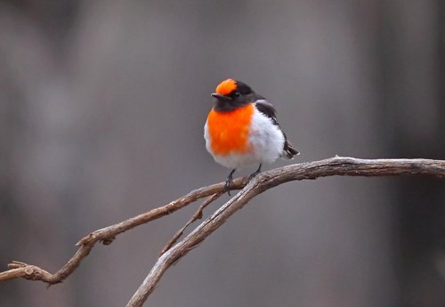 Red-capped robin. Photo by Mike West. All rights reserved.  201